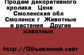 Продам декоративного кролика › Цена ­ 1 000 - Смоленская обл., Смоленск г. Животные и растения » Другие животные   